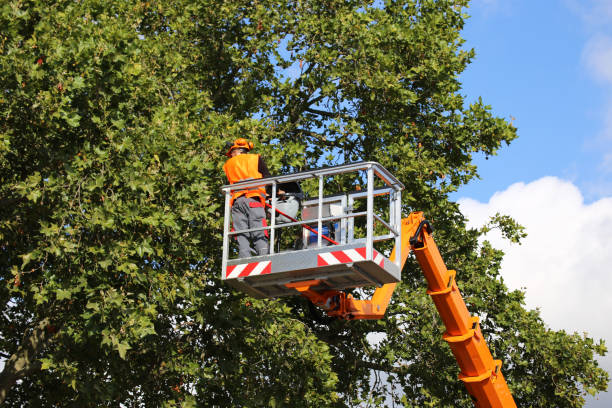 Best Tree Mulching  in Solvang, CA
