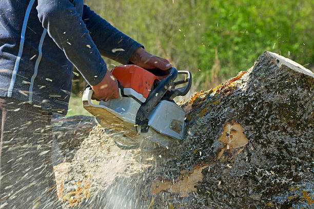 Best Tree Maintenance Programs  in Solvang, CA